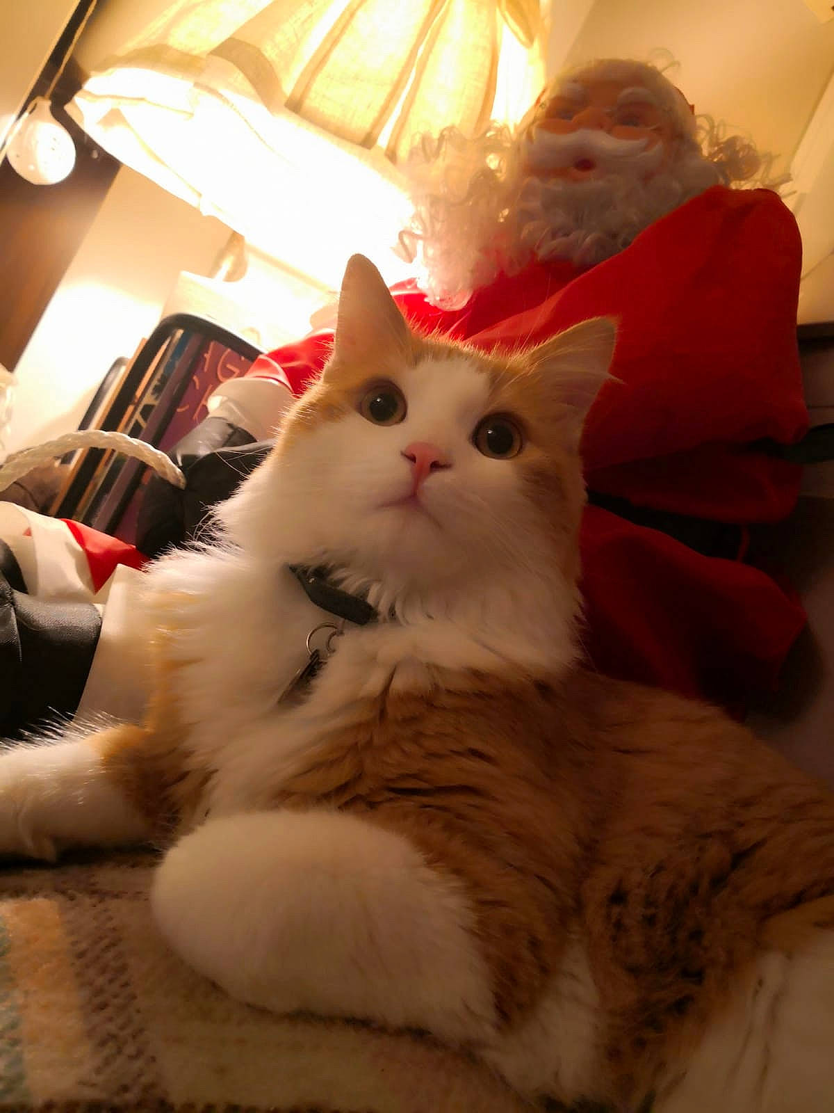 Charli participe au concours pour gagner de l'argent avec cette photo : carnivore, cat, christmas, comfort, domestic_short_haired_cat, fawn, felidae, fur, houseplant, lamp, light_fixture, mammal, paw, room, small_to_medium_sized_cats, snout, tail, umbrella, whiskers, wood