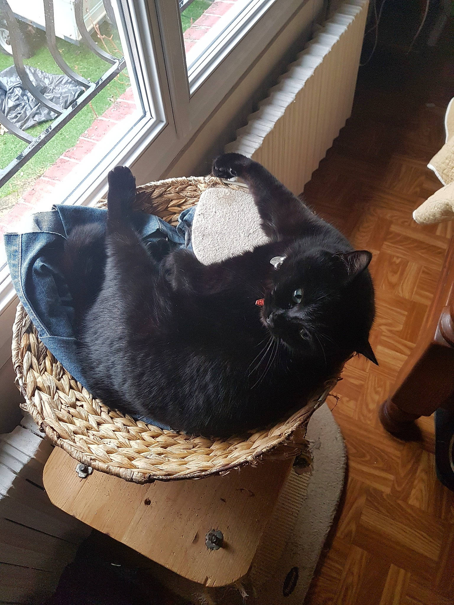 Marshall participe au concours pour gagner de l'argent avec cette photo : black_cat, bombay, canidae, carnivore, cat, comfort, dog_breed, domestic_short_haired_cat, felidae, flooring, fur, plant, small_to_medium_sized_cats, snout, sporting_group, tail, tree, vertebrate, whiskers, wood