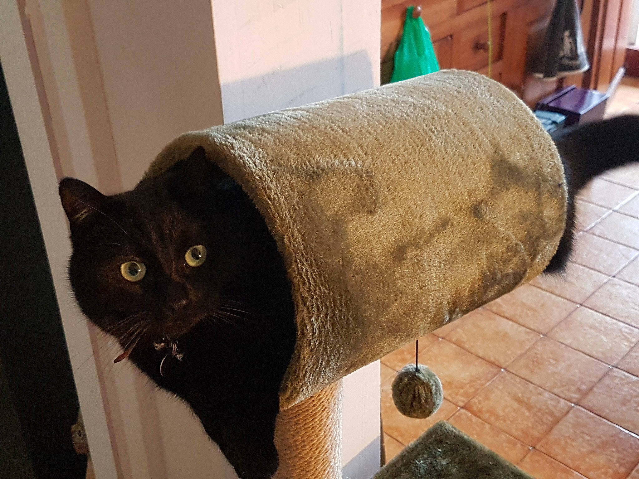 Marshall a rejoint le concours — aidez-le/la à gagner de superbes lots ! black_cat, bombay, carnivore, cat, cat_furniture, cat_supply, comfort, domestic_short_haired_cat, felidae, flooring, fur, hardwood, pedestal, pet_supply, room, small_to_medium_sized_cats, snout, tail, whiskers, wood