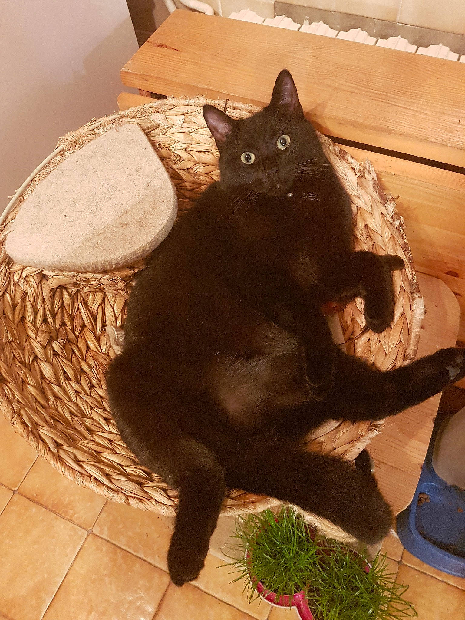 Marshall a rejoint le concours — aidez-le/la à gagner de superbes lots ! black_cat, bombay, carnivore, cat, cat_supply, claw, domestic_short_haired_cat, felidae, flooring, fur, houseplant, plant, small_to_medium_sized_cats, snout, storage_basket, tail, terrestrial_animal, whiskers, window, wood