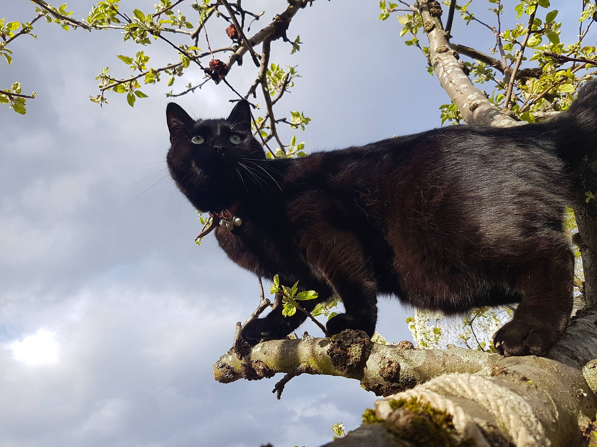 Marshall participe au concours pour gagner de l'argent avec cette photo : black_cat, bombay, branch, carnivore, cat, cloud, domestic_short_haired_cat, felidae, light, plant, sky, small_to_medium_sized_cats, tail, terrestrial_animal, tree, trunk, twig, whiskers, woody_plant, yellow