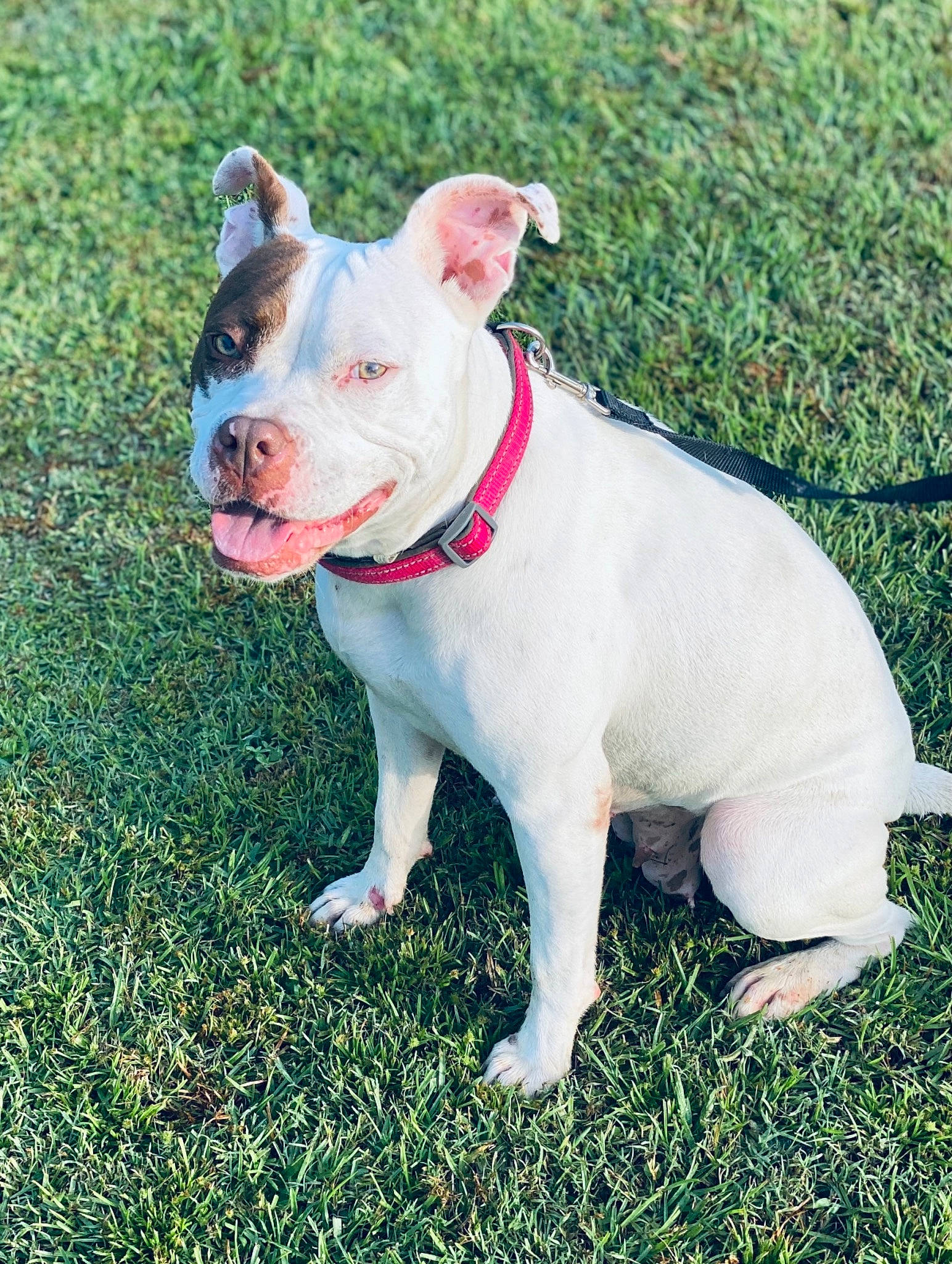 Molly joined the competition — help win amazing prizes! canidae, carnivore, collar, companion_dog, dog, dog_breed, dog_collar, fawn, grass, non_sporting_group, snout, sporting_group, tail, terrestrial_animal, working_animal