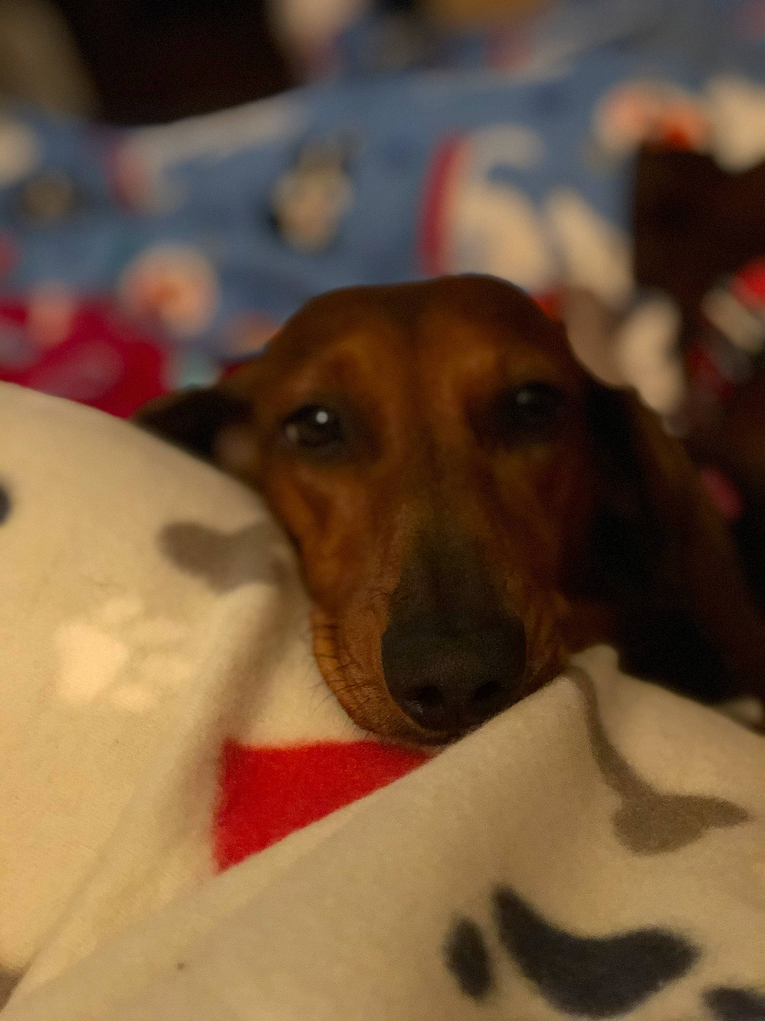 Birdie is registered to the contest to win money with this photo: canidae, carnivore, collar, comfort, companion_dog, dog, dog_breed, ear, fawn, fur, guard_dog, hound, pet_supply, scent_hound, snout, sporting_group, street_dog, terrestrial_animal, whiskers, working_animal