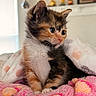 Kali Keko joined the competition — help win amazing prizes! kitten, cat, calico, feline, pet, animal, cute, fluffy, blanket, cozy, indoor, soft_texture, colorful, young, fur, small, curious, portrait, domestic_animal, resting