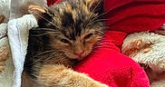 Kali Keko is registered to the contest to win money with this photo: kitten, sleepy, blanket, plush_toy, red, soft, cozy, fur, pet, cute, animal, indoor, resting, paw, whiskers, feline, snuggling, comfort, toy, warm