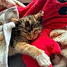 kitten, sleepy, blanket, plush_toy, red, soft, cozy, fur, pet, cute, animal, indoor, resting, paw, whiskers, feline, snuggling, comfort, toy, warm