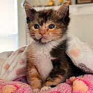 Kali Keko is registered to the contest to win money with this photo: kitten, calico, cat, pet, animal, furry, cute, blanket, indoor, cozy, fur, young, small, colorful, soft, portrait, sitting, eyes, whiskers, ears