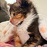 Kali Keko joined the competition — help win amazing prizes! kitten, calico, cat, feline, fur, whiskers, blanket, soft, cozy, pet, animal, cute, small, indoor, resting, pink, orange, white, black, young
