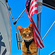 Prince Harry joined the competition — help win amazing prizes! american_flag, animal, blue_sky, boat, cat, curious, daytime, flag, harness, metal, nature, orange_tabby, outdoor, pet, pole, reflection, sitting, sky, summer, vibrant_colors
