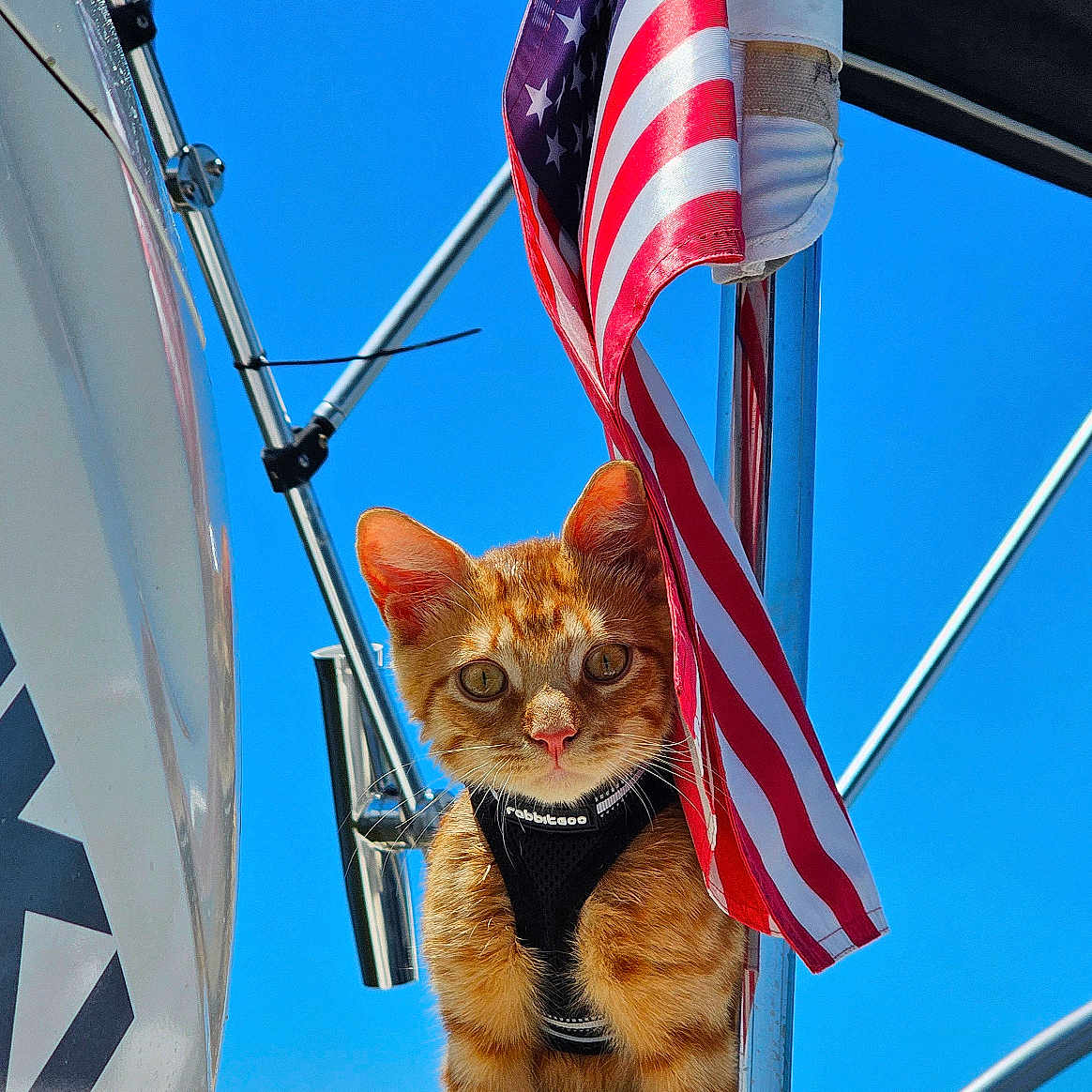 Prince Harry joined the competition — help win amazing prizes! american_flag, animal, blue_sky, boat, cat, curious, daytime, flag, harness, metal, nature, orange_tabby, outdoor, pet, pole, reflection, sitting, sky, summer, vibrant_colors