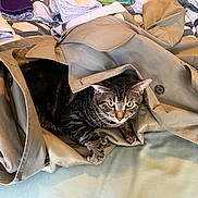 Sloan joined the competition — help win amazing prizes! animal, bed, blanket, buttons, cat, clothing, coat, comfortable, curious, domestic_animal, ears, eyes, fabric, folded_clothes, fur, indoor, pet, resting, soft, tabby_cat