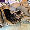 animal, bed, blanket, buttons, cat, clothing, coat, comfortable, curious, domestic_animal, ears, eyes, fabric, folded_clothes, fur, indoor, pet, resting, soft, tabby_cat