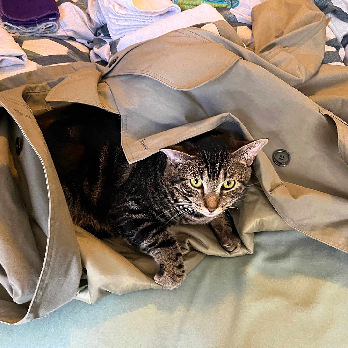 Sloan joined the competition — help win amazing prizes! animal, bed, blanket, buttons, cat, clothing, coat, comfortable, curious, domestic_animal, ears, eyes, fabric, folded_clothes, fur, indoor, pet, resting, soft, tabby_cat