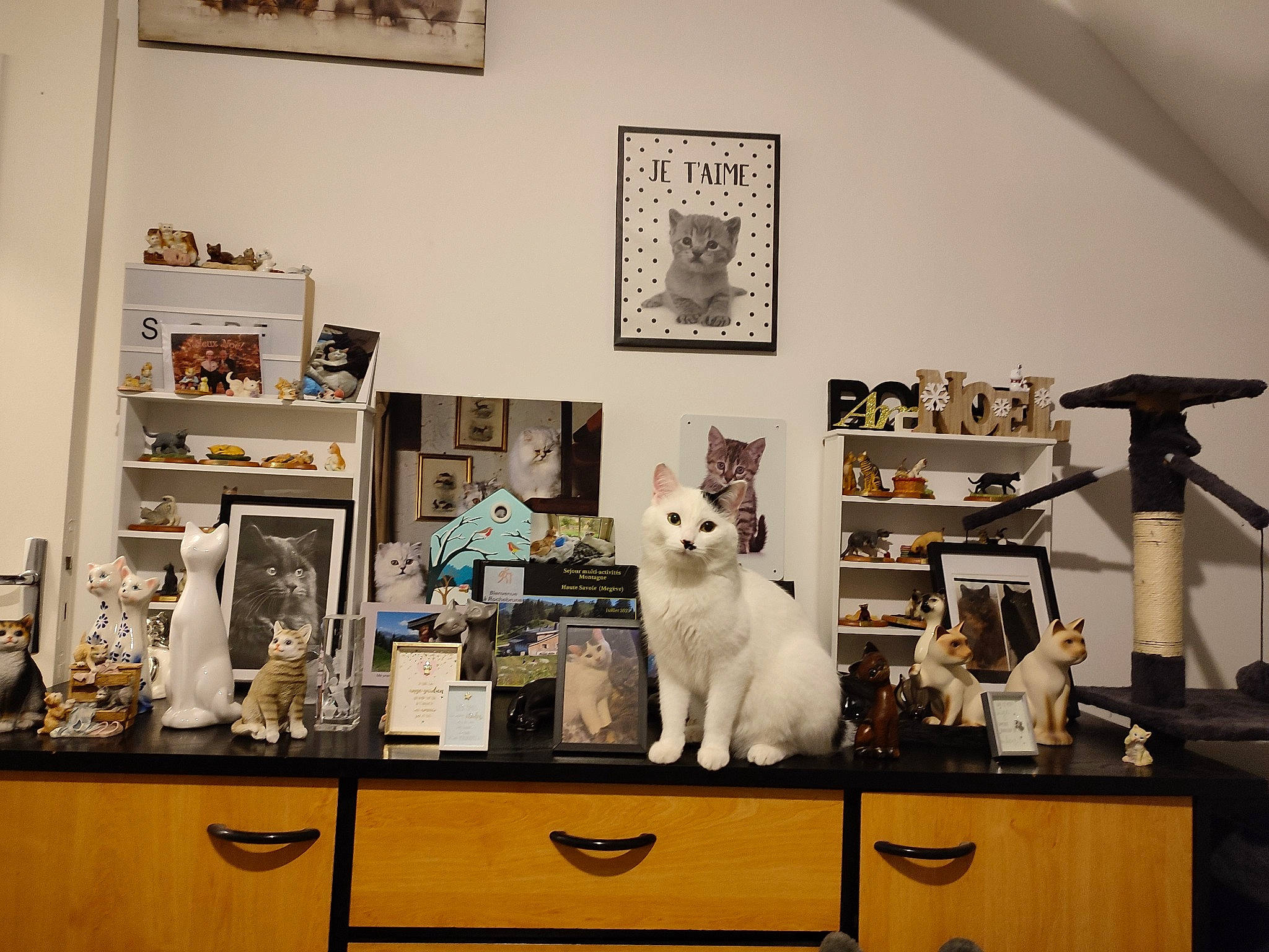 Flocon a rejoint le concours — aidez-le/la à gagner de superbes lots ! art, cabinetry, cat, chest_of_drawers, desk, drawer, dresser, furniture, grey, interior_design, kitchen, living_room, picture_frame, room, shelf, shelving, table, wall, window, wood