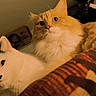 bedspread, blanket, cat, cats, close_up, cozy, curious, domestic_animal, eyes, feline, fluffy, fur, indoor, orange_cat, pair, pet, portrait, relaxed, whiskers, white_cat