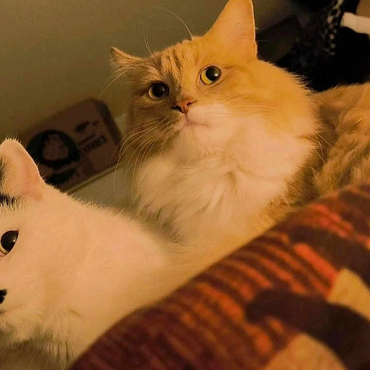 Flocon Et Caramel