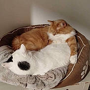 Flocon Et Caramel a rejoint le concours — aidez-le/la à gagner de superbes lots ! animal, black_spot, blanket, cat, cats, companion, cozy, cute, domestic, dresser, feline, furniture, ginger_cat, indoor, nap, pet_bed, relaxing, resting, sleeping, white_cat