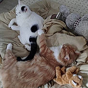 Flocon Et Caramel a rejoint le concours — aidez-le/la à gagner de superbes lots ! animal, bed, black_spots, blanket, cat, comfort, cozy, domestic_animal, feline, fur, home, indoor, orange_cat, pet, relaxing, resting, sleeping, soft_toys, stuffed_toy, white_cat