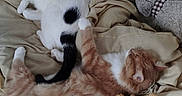 Flocon Et Caramel a rejoint le concours — aidez-le/la à gagner de superbes lots ! animal, bed, black_spots, blanket, cat, comfort, cozy, domestic_animal, feline, fur, home, indoor, orange_cat, pet, relaxing, resting, sleeping, soft_toys, stuffed_toy, white_cat