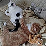 animal, bed, black_spots, blanket, cat, comfort, cozy, domestic_animal, feline, fur, home, indoor, orange_cat, pet, relaxing, resting, sleeping, soft_toys, stuffed_toy, white_cat