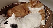 Flocon Et Caramel a rejoint le concours — aidez-le/la à gagner de superbes lots ! animal, cat, companionship, cozy, cute, domestic, dresser, feline, fur, furniture, home, indoor, orange_cat, pet_bed, relaxation, resting, sleeping, soft, two_cats, white_cat