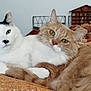 Flocon Et Caramel participe au concours pour gagner de l'argent avec cette photo : animal, cat, cats, closeup, couch, cozy, cuddling, cute, domestic, feline, fluffy, friendship, fur, ginger_cat, home, indoor, pets, relaxed, resting, white_cat