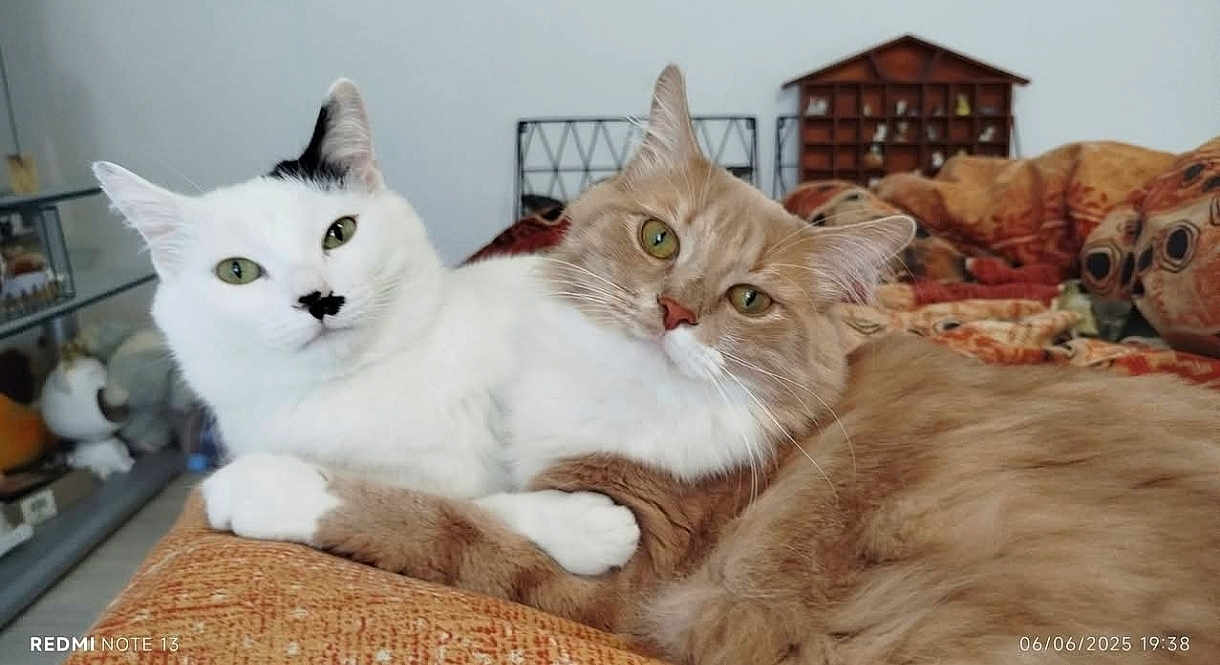 Flocon Et Caramel participe au concours pour gagner de l'argent avec cette photo : animal, cat, cats, closeup, couch, cozy, cuddling, cute, domestic, feline, fluffy, friendship, fur, ginger_cat, home, indoor, pets, relaxed, resting, white_cat