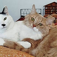 Flocon Et Caramel a rejoint le concours — aidez-le/la à gagner de superbes lots ! cat, cats, cuddling, white_cat, ginger_cat, pets, animal, feline, cozy, blanket, indoor, resting, fur, cute, domestic_animal, looking_at_camera, home, furniture, cushions, relaxed