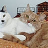 cat, cats, cuddling, white_cat, ginger_cat, pets, animal, feline, cozy, blanket, indoor, resting, fur, cute, domestic_animal, looking_at_camera, home, furniture, cushions, relaxed