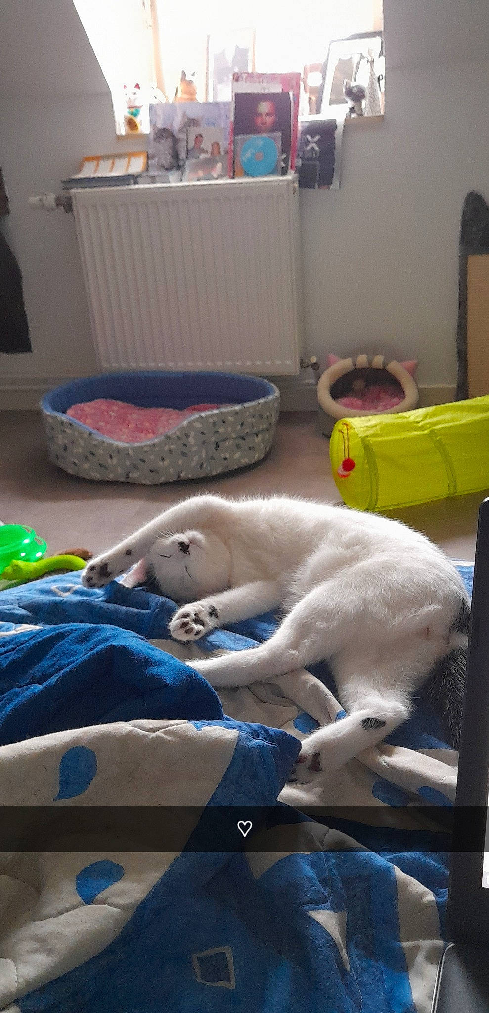 Flocon participe au concours pour gagner de l'argent avec cette photo : bed_sheet, blue, canidae, carnivore, comfort, companion_dog, dog, dog_breed, fawn, felidae, flooring, fur, guard_dog, linens, nap, non_sporting_group, room, small_to_medium_sized_cats, sporting_group, tail