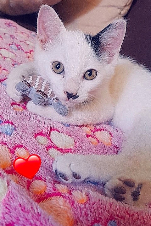 Flocon participe au concours pour gagner de l'argent avec cette photo : art, carnivore, cat, cat_supply, close_up, comfort, creative_arts, domestic_short_haired_cat, felidae, fur, linens, magenta, pattern, paw, pink, small_to_medium_sized_cats, snout, tail, whiskers, woven_fabric