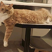 Caramel participe au concours pour gagner de l'argent avec cette photo : cat, orange_cat, white_cat, table, chair, indoor, pet, furniture, relaxed, lounging, floor, tile_floor, domestic_animal, animal, whiskers, ears, paws, tail, fur, side_view