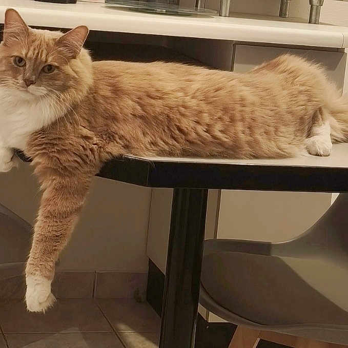 Caramel participe au concours pour gagner de l'argent avec cette photo : cat, orange_cat, white_cat, table, chair, indoor, pet, furniture, relaxed, lounging, floor, tile_floor, domestic_animal, animal, whiskers, ears, paws, tail, fur, side_view