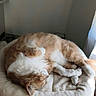 cat, orange_cat, white_cat, sleeping, curled_up, lounging, pet, furry, whiskers, paws, tail, animal, cozy, pet_bed, round_bed, indoors, sunlight, relaxed, nap, home