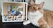 Caramel participe au concours pour gagner de l'argent avec cette photo : animal, black_surface, cat, cat_portrait, close_up, fluffy, furniture, ginger_cat, home_decor, indoors, long_hair, lying_down, pet, picture_frame, pink_nose, sitting, whiskers, white_chest, written_text, yellow_eyes