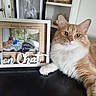 cat, ginger_cat, white_chest, fluffy, long_hair, pet, animal, yellow_eyes, whiskers, pink_nose, lying_down, sitting, indoors, furniture, black_surface, picture_frame, cat_portrait, home_decor, written_text, close_up