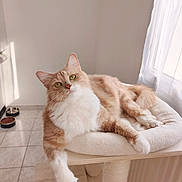 Caramel a rejoint le concours — aidez-le/la à gagner de superbes lots ! cat, cat_tree, cream_and_white, curtain, feline, fluffy, food_bowls, green_eyes, indoors, long_hair, lounging, paws, pet, pet_bed, portrait, sitting, sunlight, tile_floor, whiskers, window