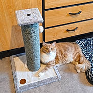 Caramel a rejoint le concours — aidez-le/la à gagner de superbes lots ! animal, blanket, cat, cozy, curious, cute, domestic_cat, floor, fur, furniture, home, indoor, mammal, orange_cat, paw, pet, relaxed, scratching_post, tail, wooden_drawers