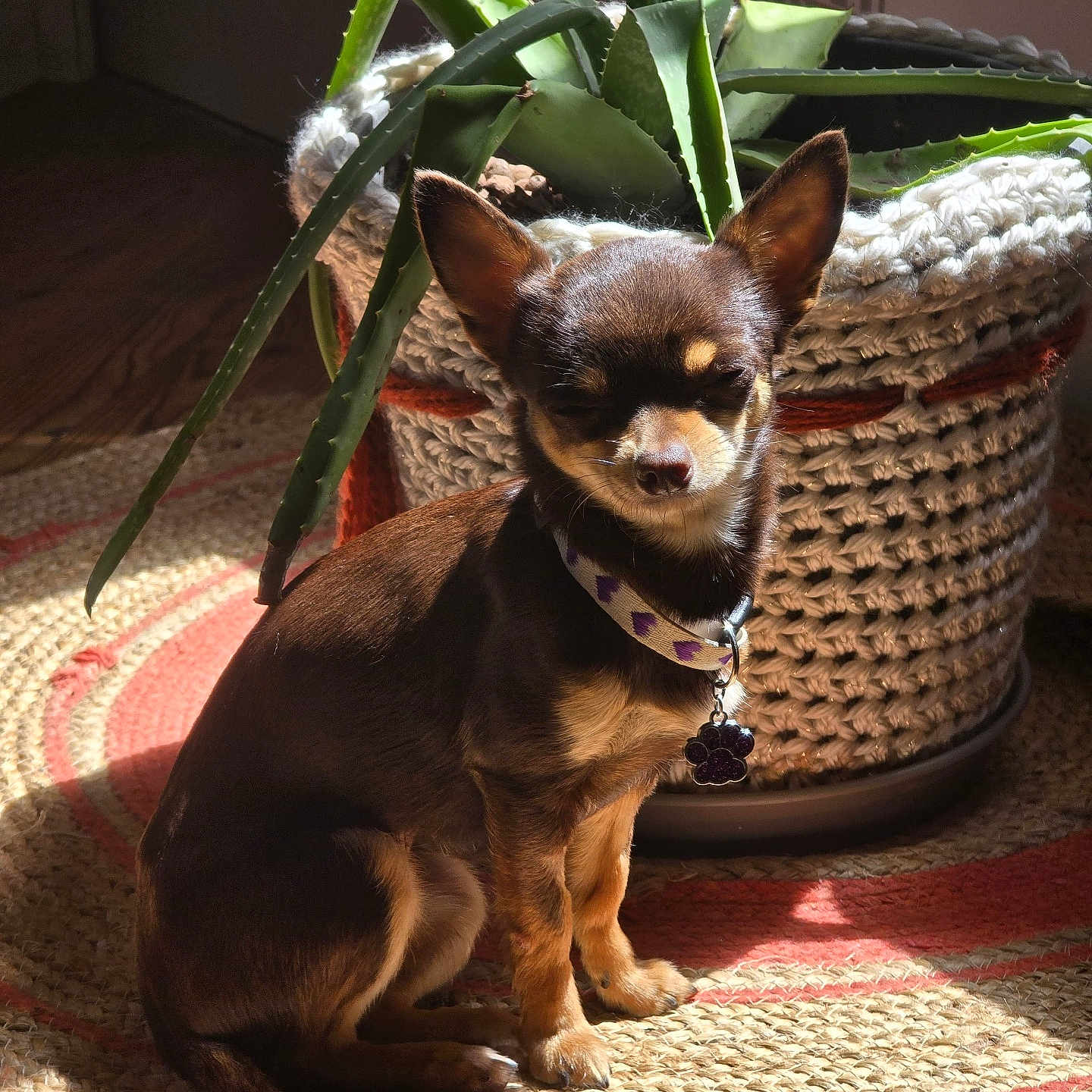 Nala
