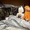 Mabel is registered to the contest to win money with this photo: puppy, dog, sleeping, blanket, stuffed_toy, cuddling, cozy, indoors, brown, white, soft, cute, pet, animal, resting, closeup, nap, comfort, warm, toy