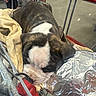 Mabel joined the competition — help win amazing prizes! bulldog, puppy, shopping_cart, blanket, foil_wrapped, indoor, pet, animal, resting, cute, brown, white, fur, metal, floor, retail, people, legs, clothing, store