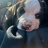 Mabel is registered to the contest to win money with this photo: puppy, dog, close_up, resting, sleepy, sunlight, black_and_white, cute, fur, nose, whiskers, young_dog, portrait, cozy, animal, pet, soft_texture, daylight, adorable, relaxed