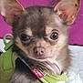 animal, brown_fur, chihuahua, closeup, curious, cute, dog, ears, eyes, face, green_harness, indoor, nose, pet, pet_accessory, portrait, puppy, purple_background, small_dog, white_blanket