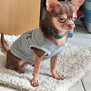 Umiko a rejoint le concours — aidez-le/la à gagner de superbes lots ! animal, brown_dog, cabinet, carpet, chihuahua, clothing, collar, cute, dog, expression, floor, furniture, household, indoor, pet, rug, shirt, sitting, small_dog, tile_floor