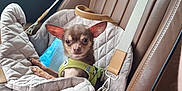 Umiko participe au concours pour gagner de l'argent avec cette photo : animal, brown_leather, car_seat, chihuahua, companion, cute, dog, ears, harness, indoor, leash, looking, pet_carrier, quilted, resting, seatbelt, small_dog, travel, vehicle, window