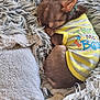 animal, blanket, clothing, comfort, cozy, cute, dog, fur, indoors, pet, puppy, relaxed, resting, sleeping, small_dog, snuggled, soft, striped, warm, yellow_shirt