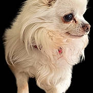 Igloo a rejoint le concours — aidez-le/la à gagner de superbes lots ! dog, white_fur, long_hair, small_dog, pet, cute, collar, animal, fluffy, portrait, domestic_animal, mammal, close_up, furry, ears, paws, adorable, companion, friendly, canine