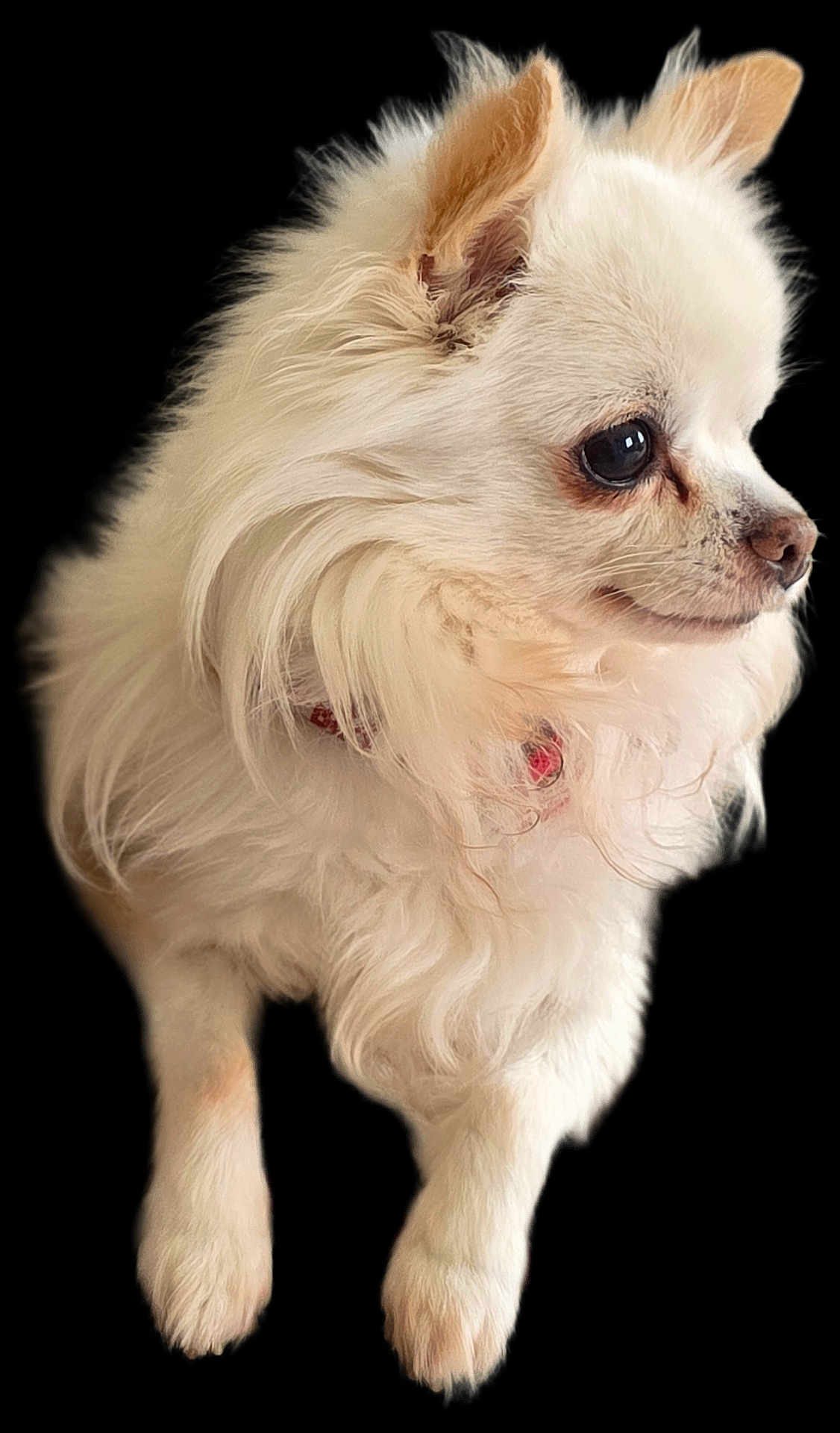 Igloo a rejoint le concours — aidez-le/la à gagner de superbes lots ! dog, white_fur, long_hair, small_dog, pet, cute, collar, animal, fluffy, portrait, domestic_animal, mammal, close_up, furry, ears, paws, adorable, companion, friendly, canine