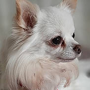Igloo a rejoint le concours — aidez-le/la à gagner de superbes lots ! animal, canine, chihuahua, close_up, cute, dog, domestic_animal, ears, fluffy, focused, fur, indoor, pet, portrait, side_profile, small_dog, snout, soft_light, whiskers, white