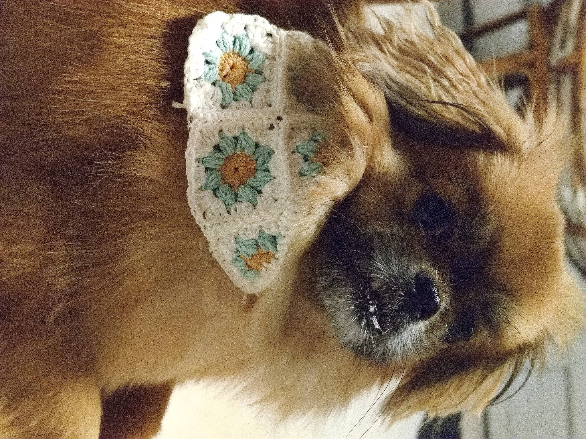 Yoga a rejoint le concours — aidez-le/la à gagner de superbes lots ! canidae, carnivore, close_up, companion_dog, dog, dog_breed, ear, fashion_accessory, fawn, felidae, fur, plant, snout, sporting_group, tail, toy_dog, tree, whiskers, wing, working_animal